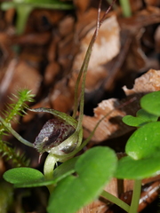 Corybas iridescens