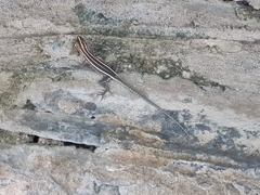 Platysaurus intermedius rhodesianus