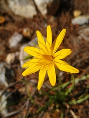 Pseudopodospermum crocifolium