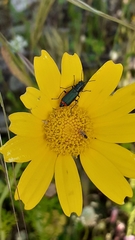 Haplomalachius flabellatus