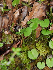 Corybas iridescens