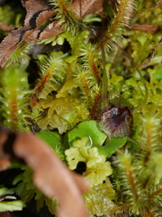 Corybas iridescens