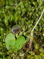 Corybas iridescens