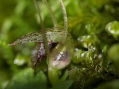 Corybas iridescens
