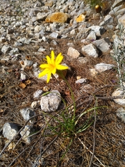 Pseudopodospermum crocifolium