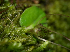 Corybas iridescens