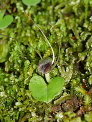 Corybas iridescens