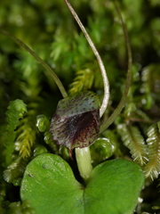 Corybas iridescens