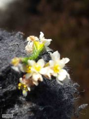 Lachnaea