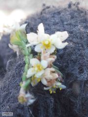 Lachnaea