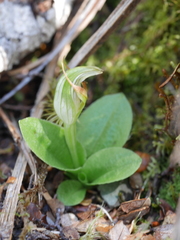 Pterostylis venosa