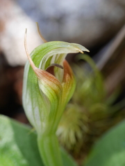 Pterostylis venosa