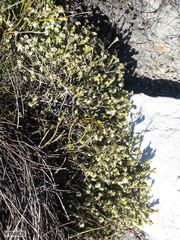Lachnaea