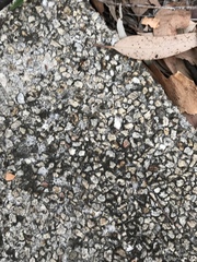 Camponotus consobrinus