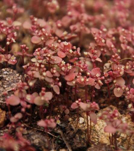 Crassula oblanceolata
