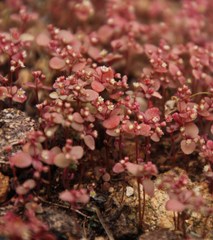 Crassula strigosa