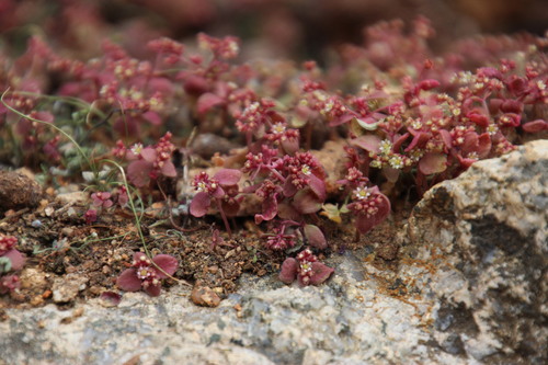 Crassula oblanceolata