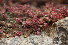 Crassula strigosa
