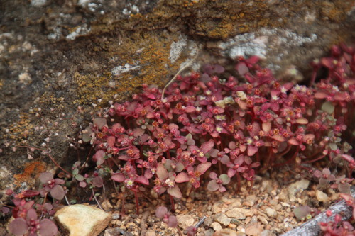 Crassula oblanceolata