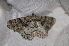 Peribatodes ilicaria