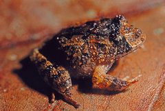 Strabomantis sulcatus