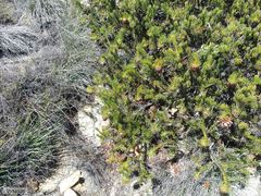 Protea witzenbergiana