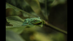 Zhangixalus taipeianus