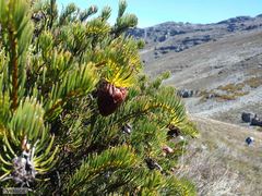 Protea witzenbergiana