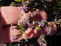 Lachnaea