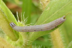 Grammodes