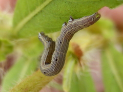 Grammodes
