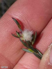 Lachnaea
