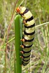 Diaphone mossambicensis