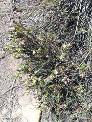 Lachnaea