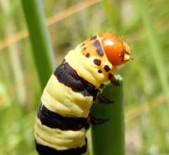 Diaphone mossambicensis