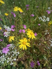 Senecio vernalis