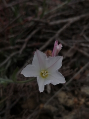 Convolvulus lanuginosus
