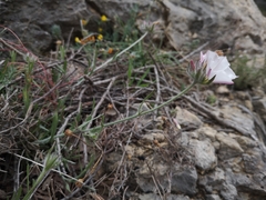 Convolvulus lanuginosus