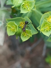 Iberoformica subrufa