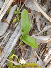 Pterostylis oliveri