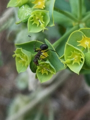 Iberoformica subrufa