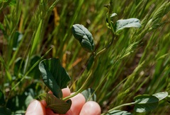 Calystegia sepium limnophila
