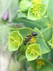 Iberoformica subrufa