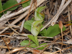 Pterostylis venosa