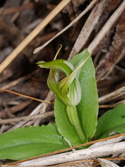 Pterostylis venosa