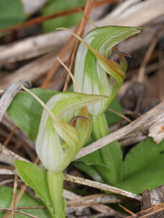 Pterostylis venosa