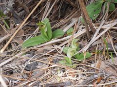 Pterostylis venosa