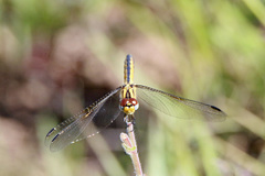 Trithemis dorsalis