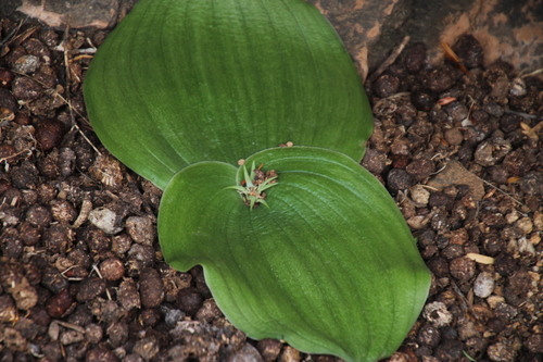Massonia bifolia