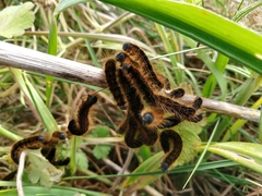Malacosoma franconicum
